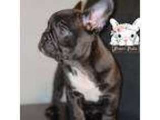 French Bulldog Puppy for sale in Blossom, TX, USA