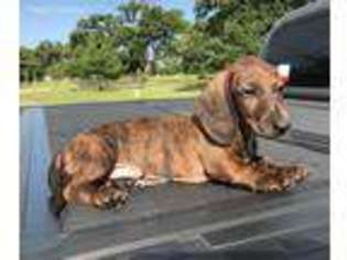 Dachshund Puppy for sale in Sulphur Springs, TX, USA