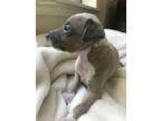 Italian Greyhound Puppy for sale in Frisco, TX, USA