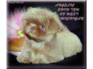 Mutt Puppy for sale in White Cloud, MI, USA