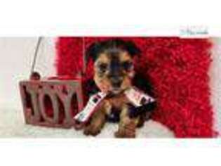 Yorkshire Terrier Puppy for sale in Kirksville, MO, USA