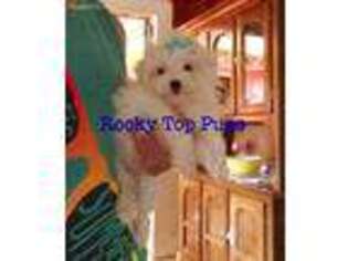 Maltese Puppy for sale in Pontotoc, MS, USA