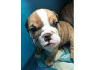 Bulldog Puppy for sale in Horse Cave, KY, USA