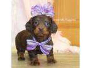 Dachshund Puppy for sale in West Plains, MO, USA