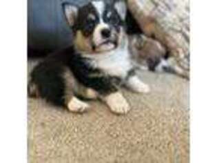 Pembroke Welsh Corgi Puppy for sale in Anabel, MO, USA