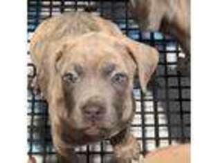 Cane Corso Puppy for sale in Rochester, NY, USA