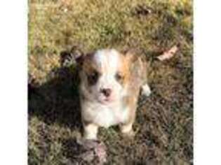 Pembroke Welsh Corgi Puppy for sale in Prineville, OR, USA