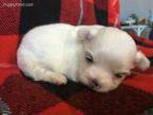 Maltese Puppy for sale in Byron, GA, USA