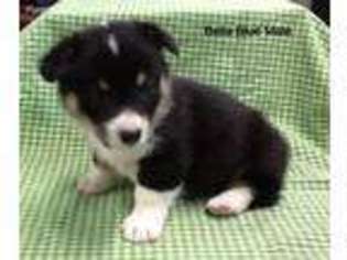 Pembroke Welsh Corgi Puppy for sale in Forest City, MO, USA