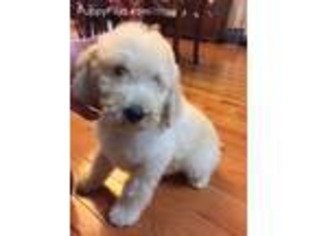 Goldendoodle Puppy for sale in Leicester, NC, USA