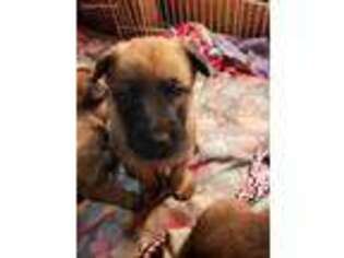Belgian Malinois Puppy for sale in Lagrange, OH, USA