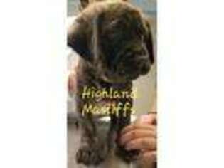 Mastiff Puppy for sale in Cutler, IN, USA