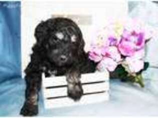 Goldendoodle Puppy for sale in Owatonna, MN, USA