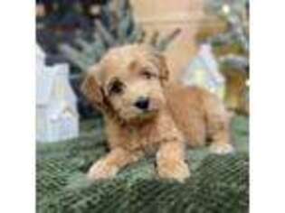 Mutt Puppy for sale in Salem, MO, USA