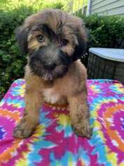 Soft Coated Wheaten Terrier Puppy for sale in Spring Grove, IL, USA