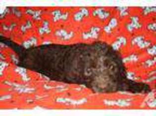 Labradoodle Puppy for sale in GREENWOOD, AR, USA