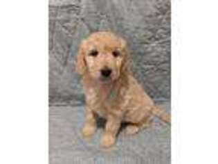 Goldendoodle Puppy for sale in Rogers, AR, USA