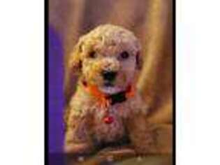 Goldendoodle Puppy for sale in Dunellen, NJ, USA