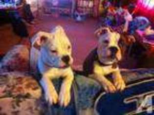 Bulldog Puppy for sale in WEBBERVILLE, MI, USA