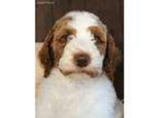 Mutt Puppy for sale in Cotter, AR, USA