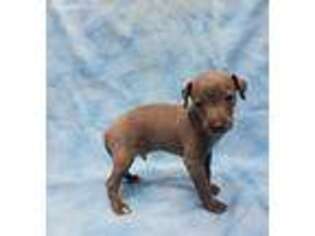Italian Greyhound Puppy for sale in Edinburg, TX, USA