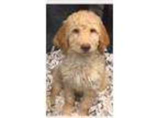 Goldendoodle Puppy for sale in Fresh Meadows, NY, USA