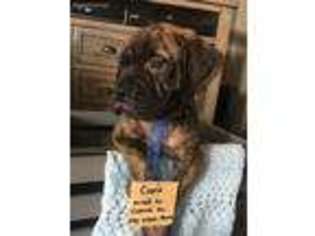 Bullmastiff Puppy for sale in Ortonville, MI, USA