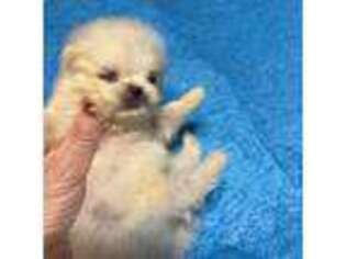 Pomeranian Puppy for sale in Lawrenceburg, KY, USA