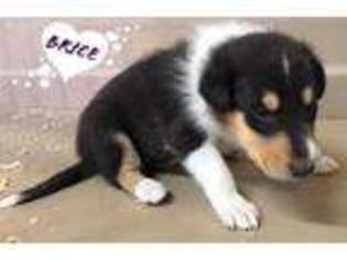 Collie Puppy for sale in Hood River, OR, USA