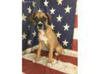 Boxer Puppy for sale in Bartow, GA, USA