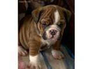 Bulldog Puppy for sale in Columbus Junction, IA, USA