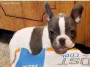 French Bulldog Puppy for sale in Bonifay, FL, USA