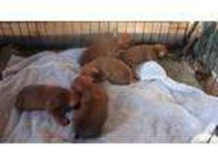 Miniature Pinscher Puppy for sale in SEASIDE, OR, USA
