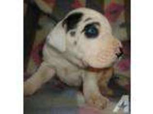 Great Dane Puppy for sale in FRANKLIN, GA, USA