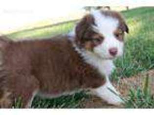 Australian Shepherd Puppy for sale in Montgomery, IN, USA
