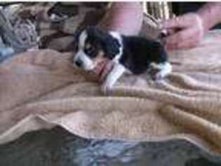 Beagle Puppy for sale in Thornfield, MO, USA