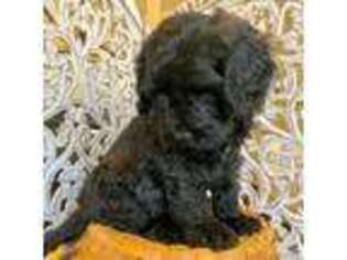 Labradoodle Puppy for sale in Stockbridge, GA, USA