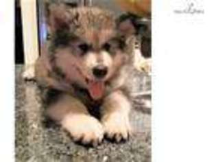 Alaskan Malamute Puppy for sale in Fort Myers, FL, USA