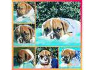 Bulldog Puppy for sale in Pacoima, CA, USA