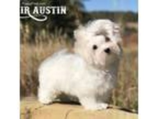 Maltese Puppy for sale in Dolores, CO, USA
