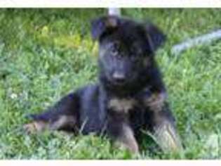 German Shepherd Dog Puppy for sale in CAMAS, WA, USA