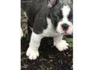 French Bulldog Puppy for sale in Bluford, IL, USA