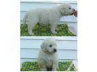 Golden Retriever Puppy for sale in LAVERNE, OK, USA