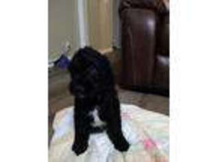 Saint Berdoodle Puppy for sale in Godley, TX, USA