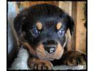 Rottweiler Puppy for sale in Carthage, MO, USA