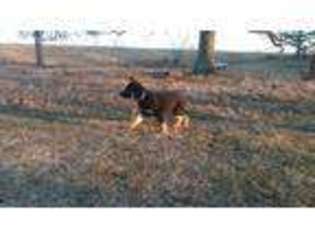 German Shepherd Dog Puppy for sale in Purdy, MO, USA