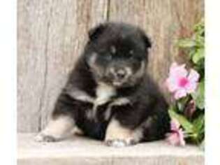 Mutt Puppy for sale in Freedom, IN, USA