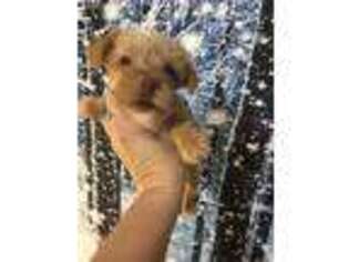 Yorkshire Terrier Puppy for sale in Long Lane, MO, USA
