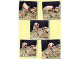 Bulldog Puppy for sale in Rhome, TX, USA