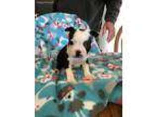 Boston Terrier Puppy for sale in Van Wert, OH, USA